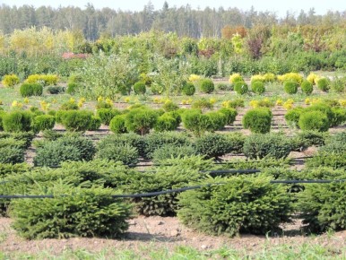 �������� �������� � �����: ��� Green Space ������ ����������� � ������