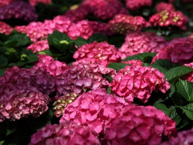 ����������� �������� ��� ������ ���������: ������� ��������� �����