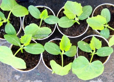 ������ ��������: ��� ��������� ������ ������� � �������