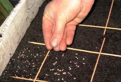 ������� � ����� ��� �������: ����� �������� ���������� ������ �����