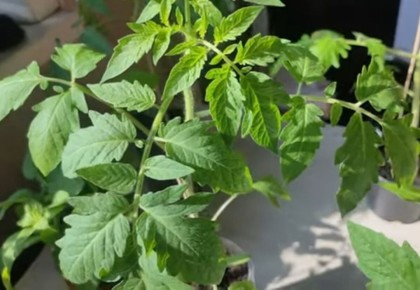 ��� ������ ������� �� ����������