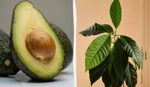 ������� ��������� ��������� ����� �� �������