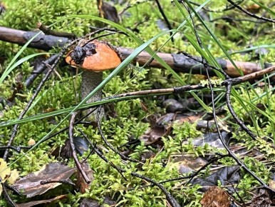 ������� ���� �� ����: ������� ������� ��������� �� ������ ������