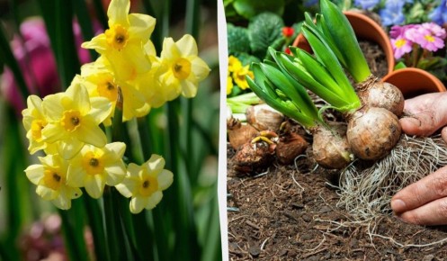 ��� ��������� ��������� �� ���������� ����� ��������: ������ �� ����� �� ����������