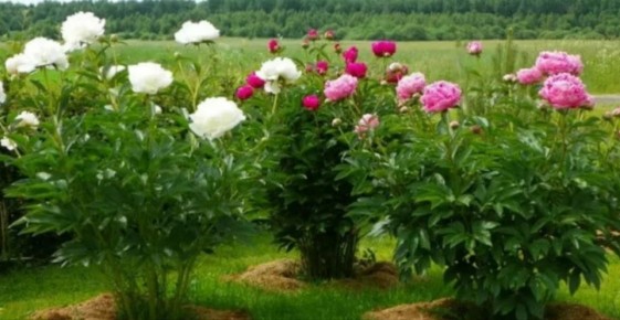 ������ �������� ������: ��� �������� ���������� �������� � ������� ���������