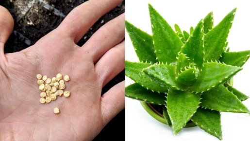 ������ ����������� ������ �����: ��� ���� �������� ���������� ������������ ������