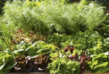 ���� �� �������: ����� �������� ����� ������� ��� �������� ������