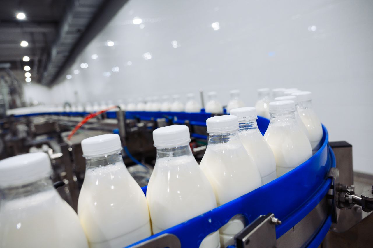 Наши бурёнки – настоящие чемпионки! Наши бурёнки – настоящие чемпионки!