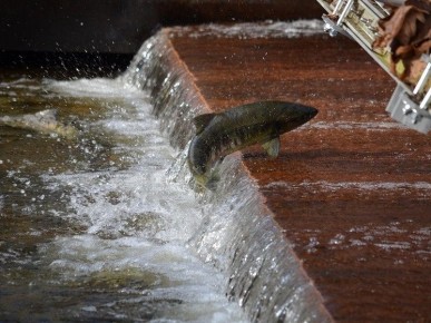 ��������������� ����: ���� ��� ��-�� ������ ���