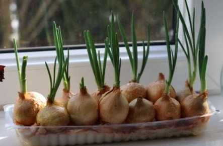 Как вырастить сочный лук на подоконнике: три золотых правила