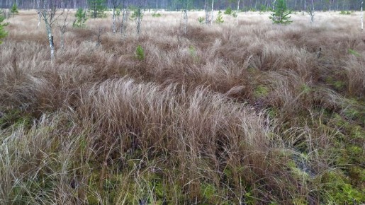 Как сосна обыкновенная покоряет болотные просторы