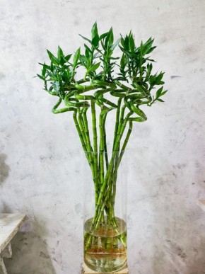 Счастливый бамбук в доме: как вырастить Драцена Сандериана и что он приносит