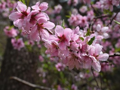 Как довести персиковый сад до обильного урожая без лишних хлопот