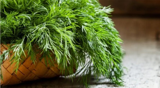 Укроп в новом свете: как простой зелени превратить в изысканный песто