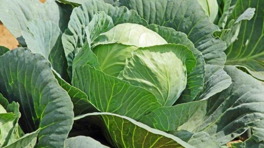 ��� ������� ���� 7-10-1 ������� ��� �������: 15 ����� � ������ � � ������� �� 3 ��