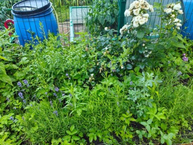 Садовые заботы: отвечаем на вопросы заботливых огородников