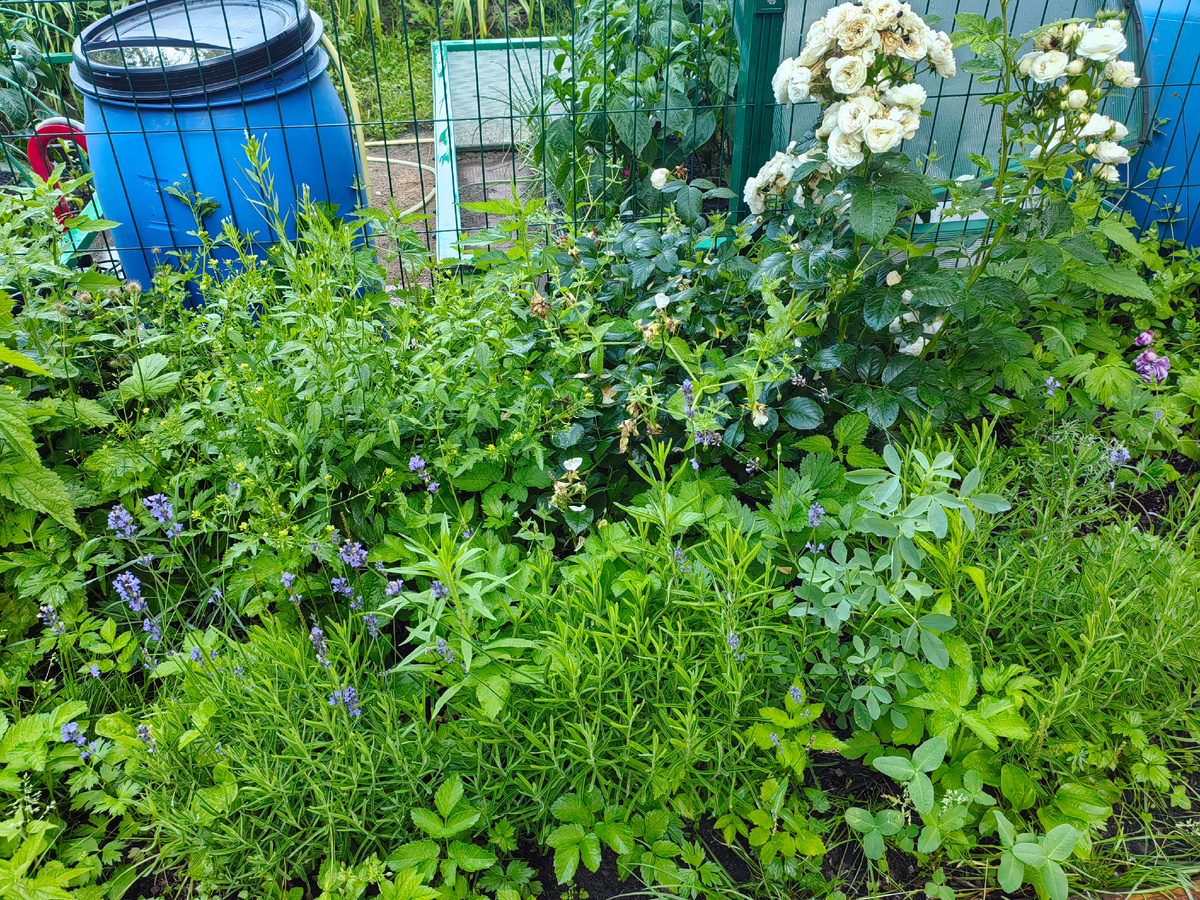 Садовые заботы: отвечаем на вопросы заботливых огородников