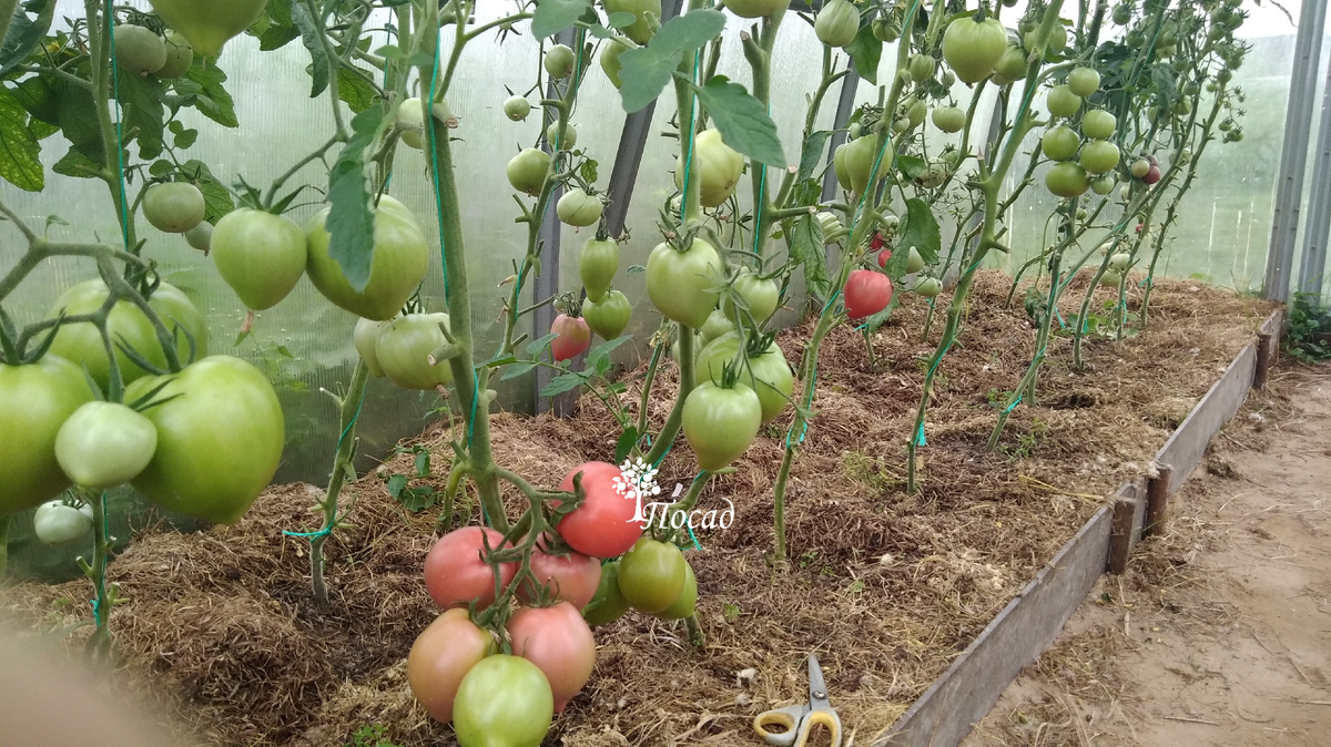 Увеличиваем урожай томатов: секреты «еврейского» метода