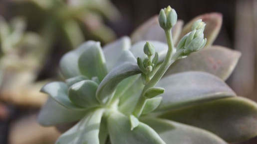 Лишь это средство поможет, если толстянка обмякла: иначе растение погибнет