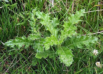 ��� �������� ������� �� ������ �������: ����������� �������