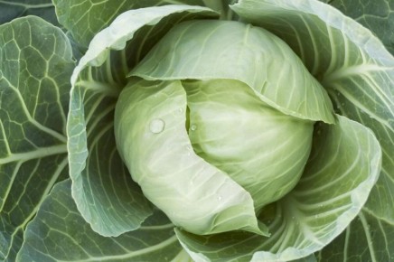 Как правильно подкармливать позднюю капусту для максимального урожая