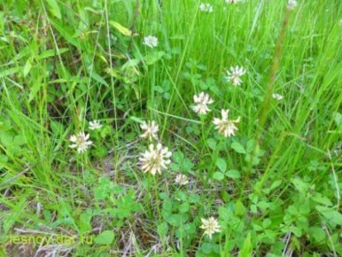 ������ ��������: ������������ ��������, ������� �������� ����������� ������������