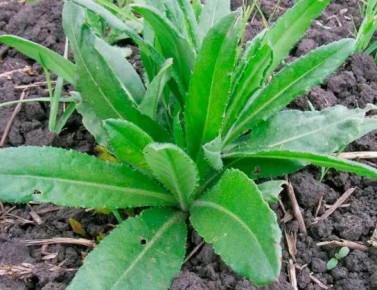 ����������� �������� ������ ������ � ������ �� ����� �������