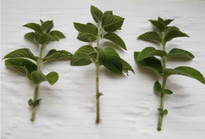 Как легко размножить мяту черенками: практическое руководство