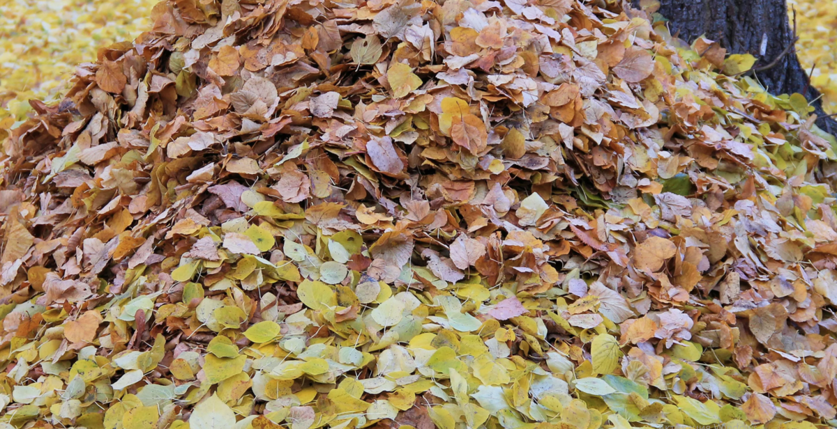 Листья как ценное сокровище: как использовать опад для улучшения почвы