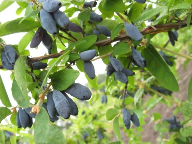 Неприхотливые ягодные кустарники для вашего сада: полезные советы и секреты