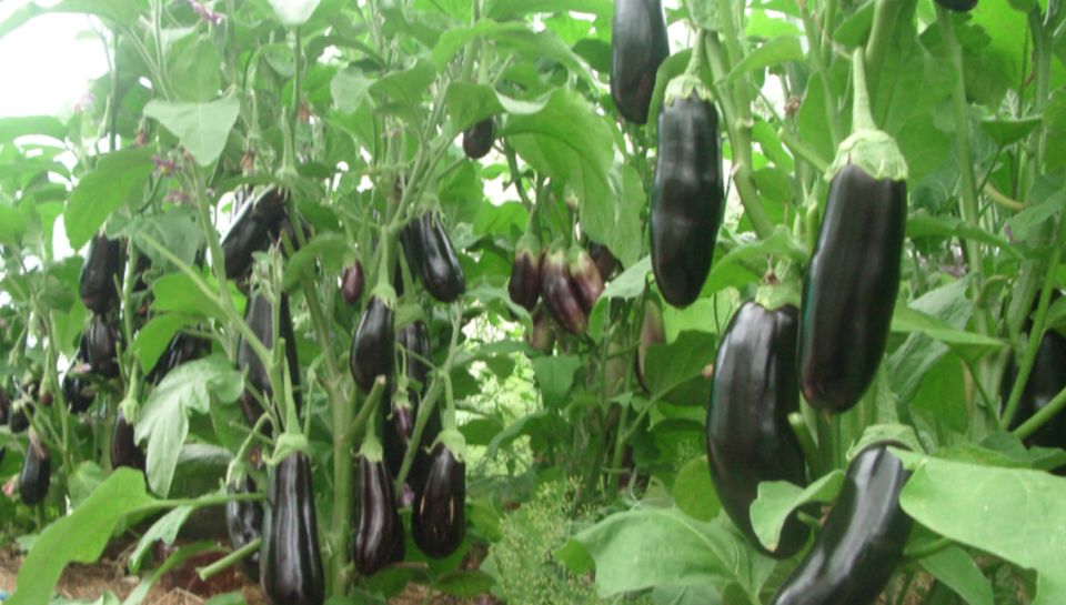 Нитрофоска для баклажанов: как добиться здоровья и урожайности растений