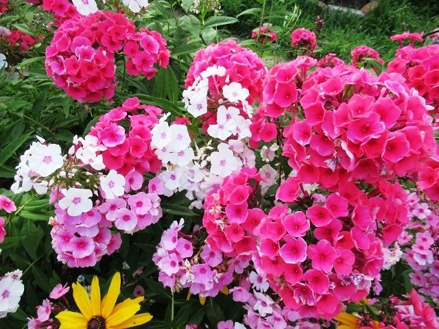 ����� �����������: ��� �������� ������ ������ � ������� �������