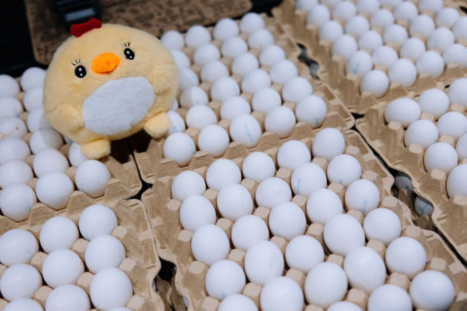 ����� 550 ��������� ��� � ���!