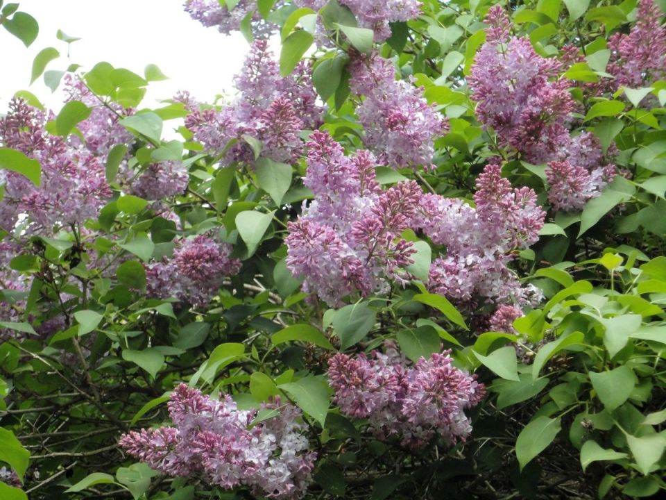 ���, ��� ����� ����� � ����������� ������