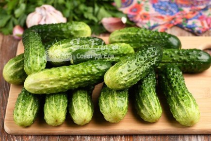 ������������ ����������� ������: ��� ������� ������� ��� ����