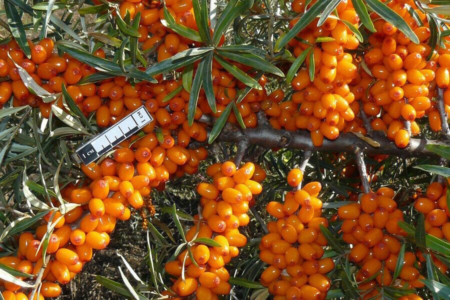 ��������: ����� ������������ � �������� �� ��������� ����