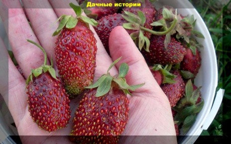 Знакомьтесь с земклуникой: необычная ягода, способная покорить всех