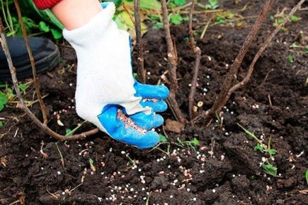 ������� ��������� ��������� �������-������� ������� � 2026 ����