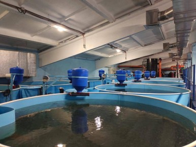 Сиговые рыбы: трудности и перспективы в аквакультуре