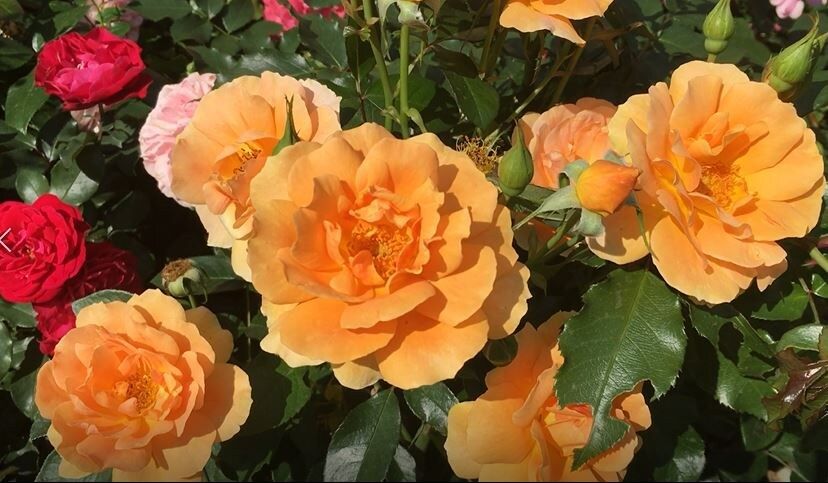 ��� ������� ��������� ���� �� ��������: ��������� ����������� ��� ����������