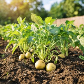 Завершение сбора картофеля: как подготовить почву к новому сезону