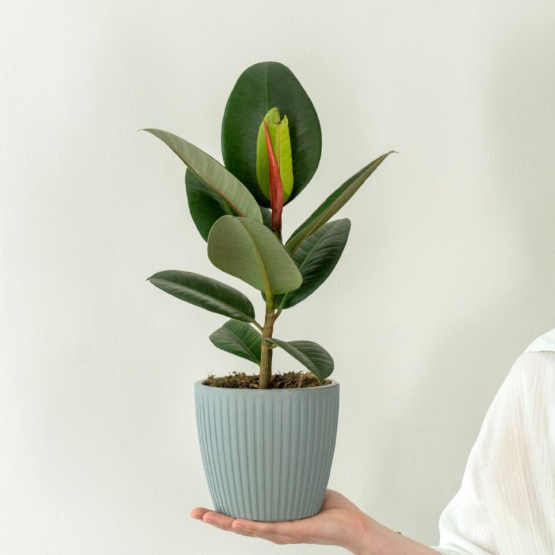 ��������� �������� ��� ������������ ������� �� 23 ������� ��� ������