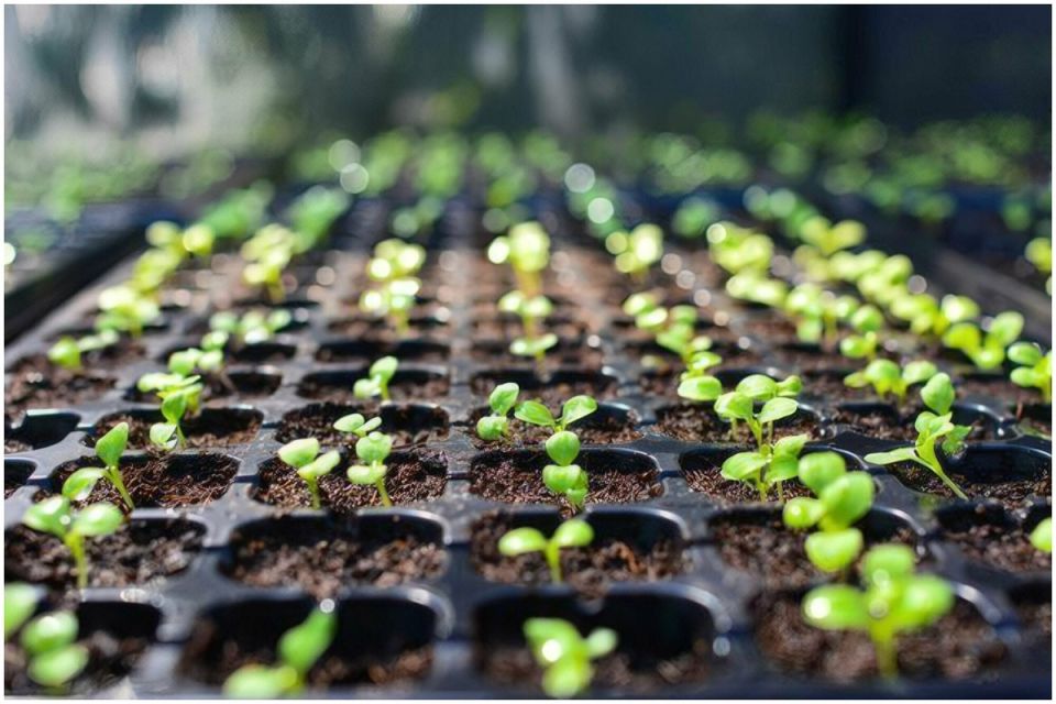 ��� ��������� ��������� ��� �������� �������