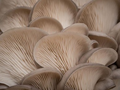 ����� ��� �������������: ��� ��� ����������� ����� � ��������� ��������