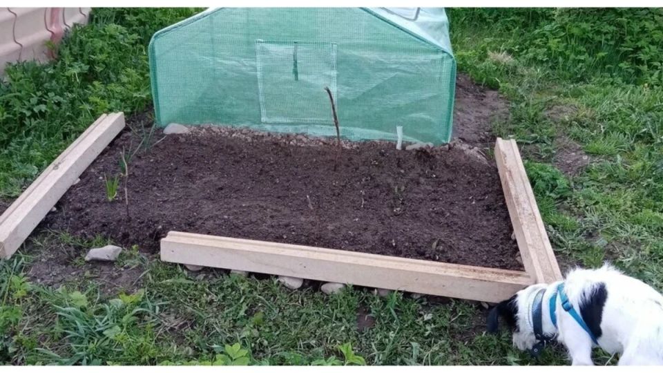 Секрет урожая: как канадская грядка обеспечит вам богатый урожай огурцов без удобрений