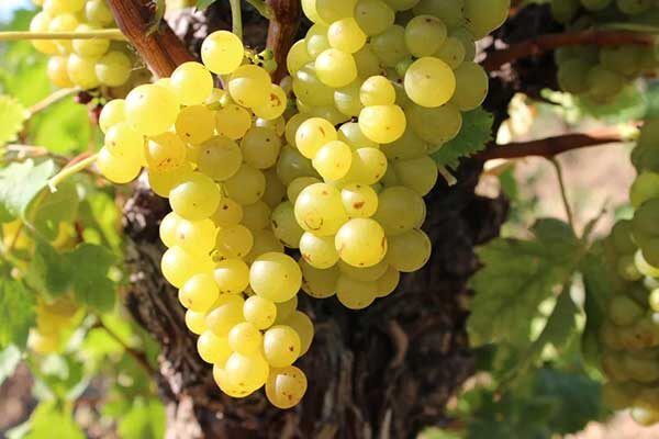 Мускат белый: яркий аромат и капризные требования винограда