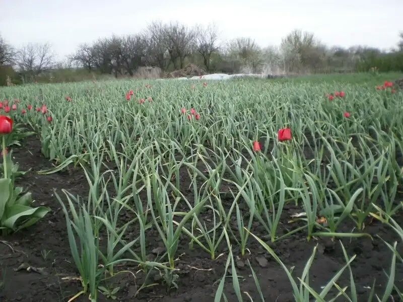 Как правильно сажать озимый чеснок: три важных совета
