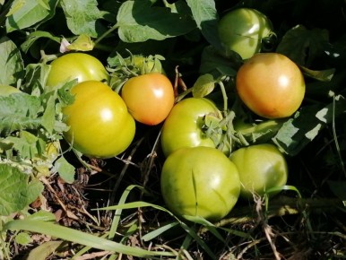 ��������� ��������: ���� ����� � ��� ������������