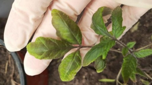 ������ ������ �������: ������ ������ ��������� ������� ������� ��� �� ��������