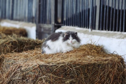 ���-��� ������. �������� �����, ��������� �� ����� ���������� ������� ������, ������ ��� ������� ���� � ����� ������������ ������� ������